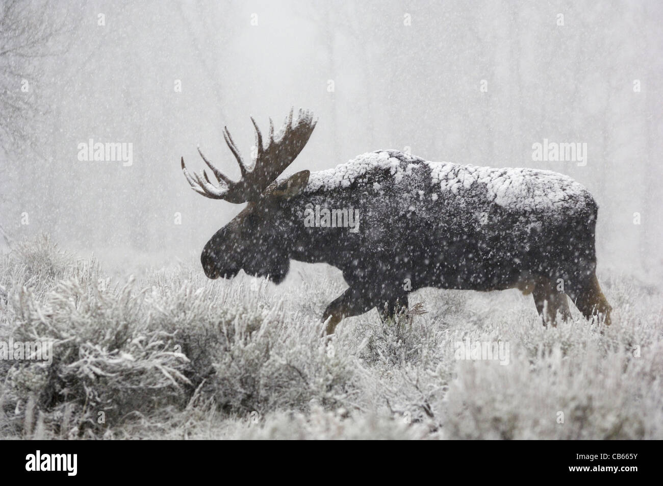 Bull Moose in Driving Schneesturm Stockfoto