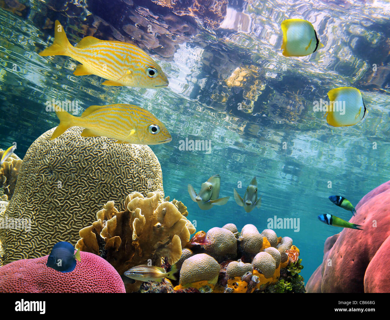 Unter dem Spiegel liegt Oberfläche eine klare Lagune ein blühenden Korallen Garten mit bunten tropischen Fischen Stockfoto