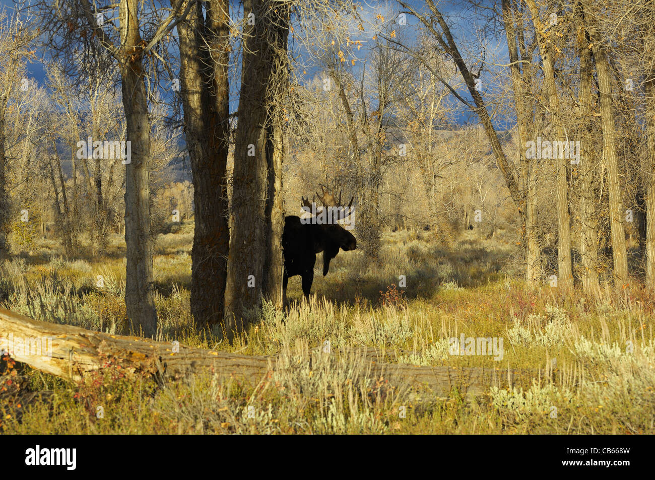 Ein Stier Elch erscheint wie ein Gespenst im Wald bei Sonnenuntergang Stockfoto