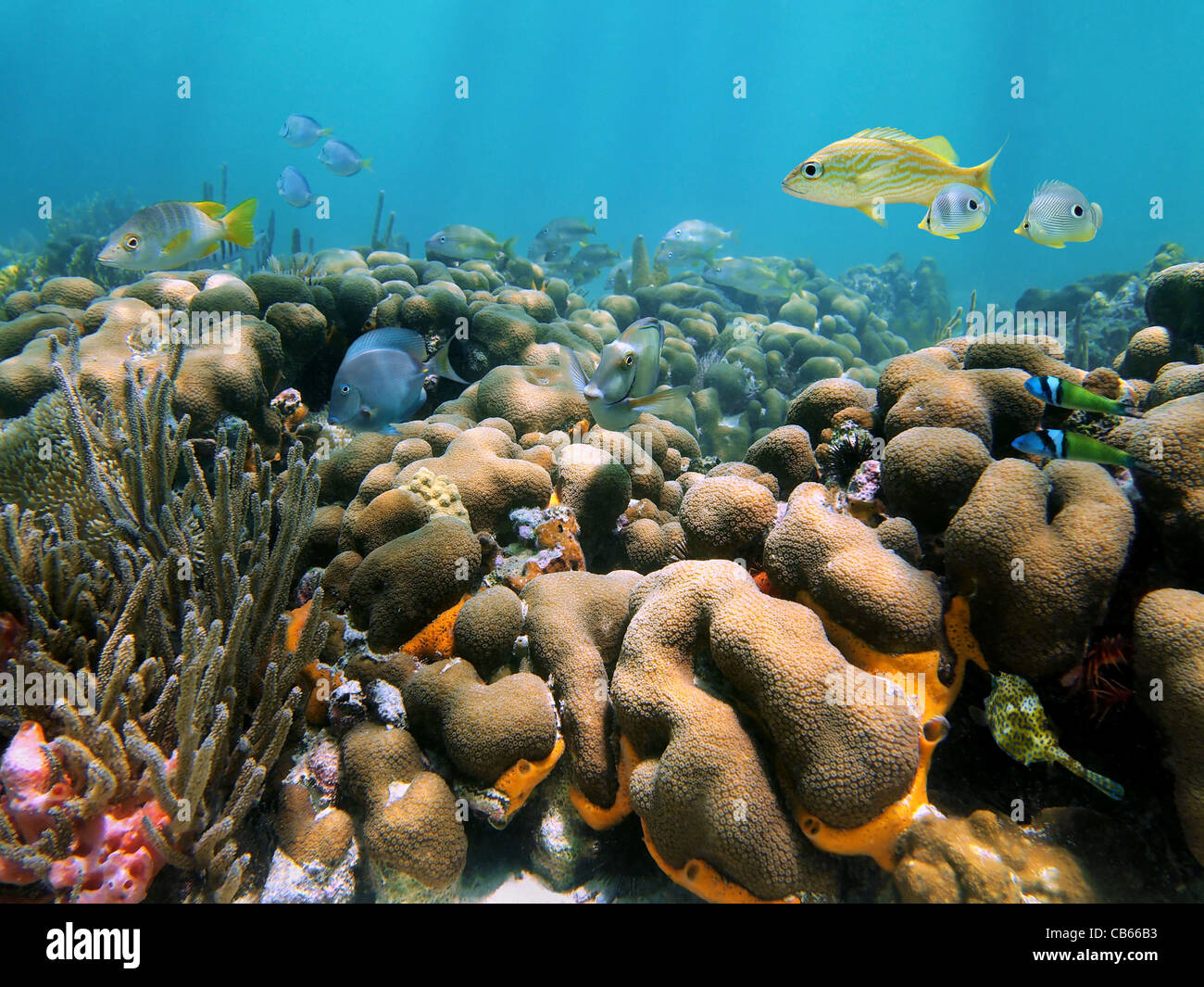Gesunden Korallenriff mit tropischen Fischen unter Wasser in der Karibik Stockfoto