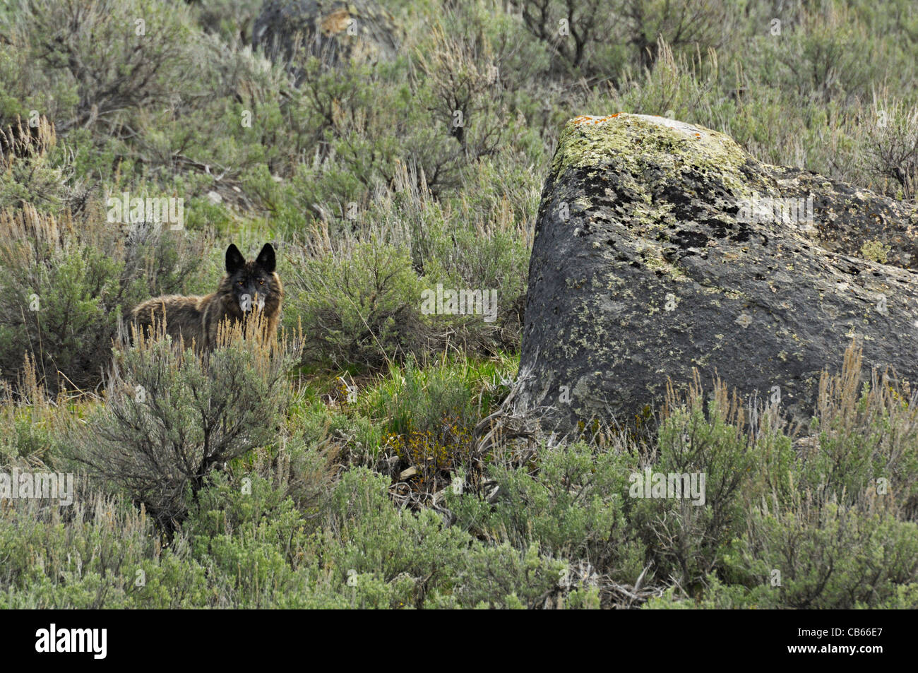 Schwarzer Wolf in der Umgebung Stockfoto