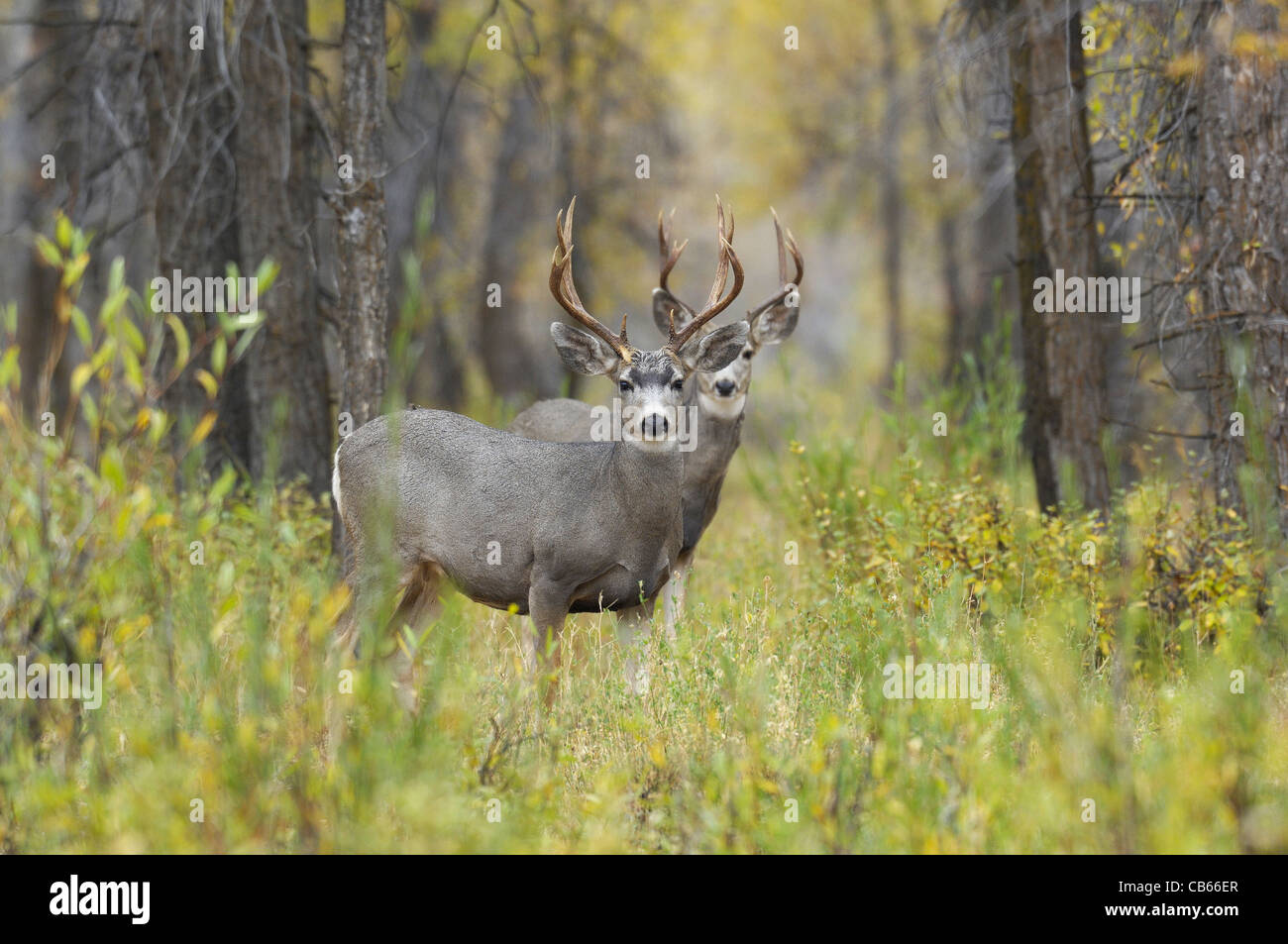Maultierhirsche Dollar in ein Wäldchen von Pappeln im Grand-Teton-Nationalpark, Wyoming, Herbst.  Nordamerikanische Wildtiere. Stockfoto