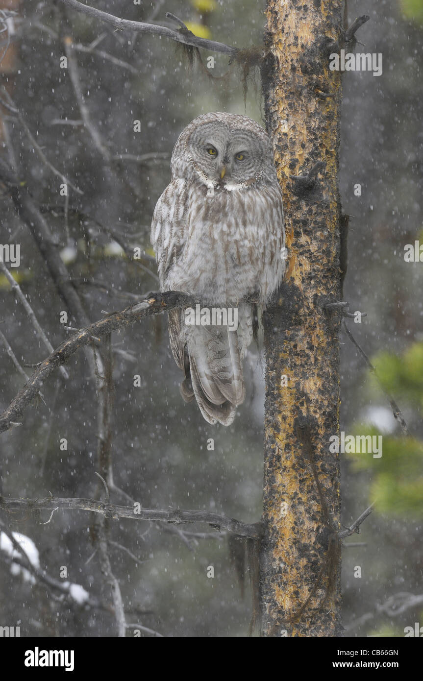 Großen grau-Eule im Frühjahr Schneesturm im Yellowstone-Nationalpark, Wyoming Stockfoto