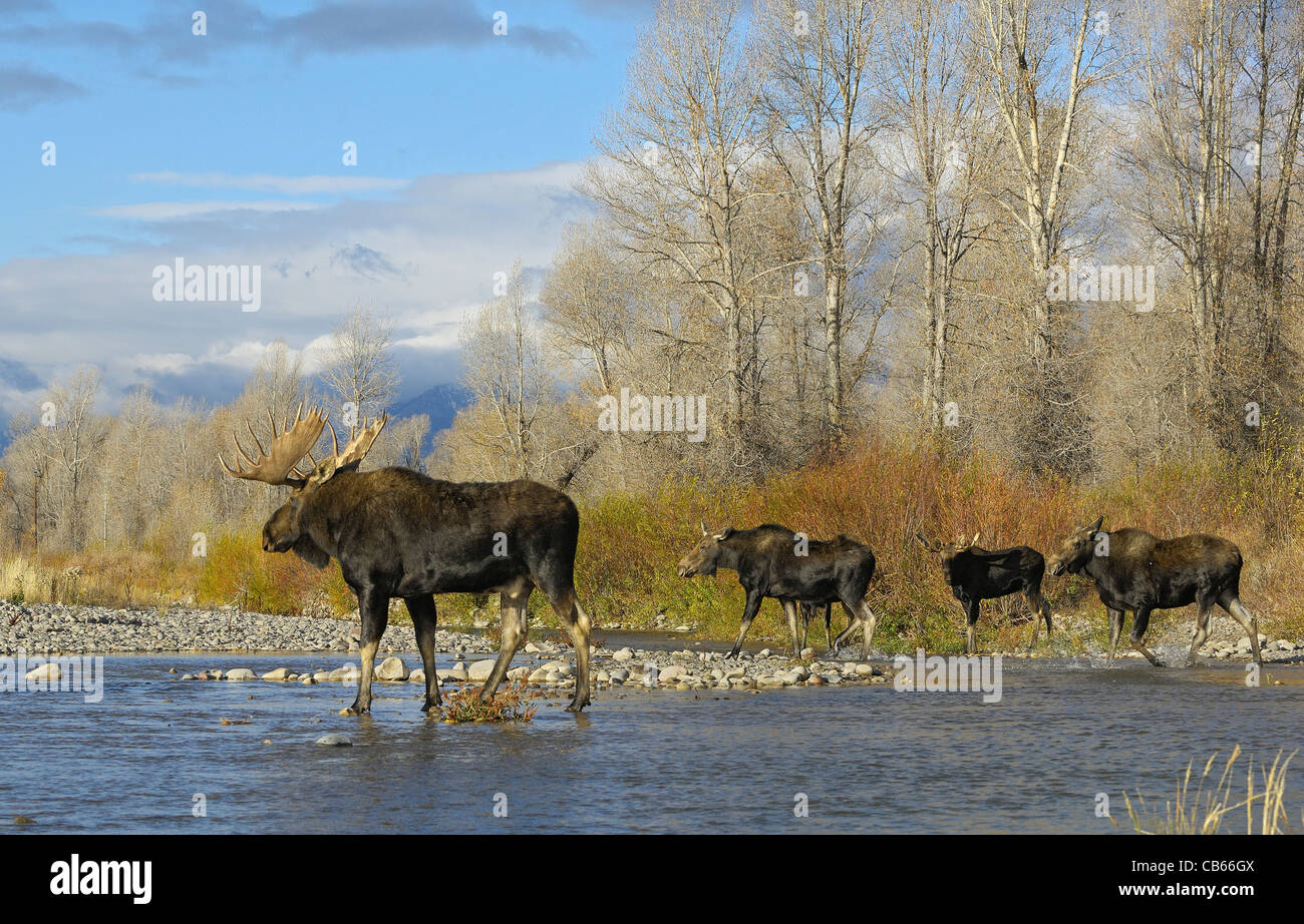 Moose Crossing Stockfoto