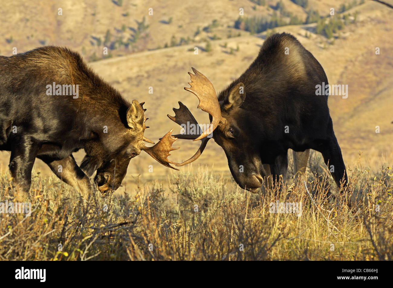 Juvenile Elchbullen Kampf Stockfoto