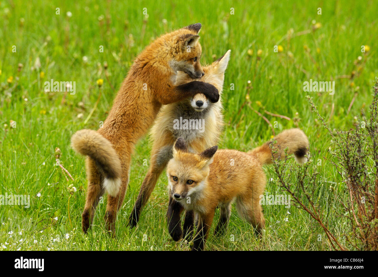 Rotfuchs Versteckspiel Stockfoto