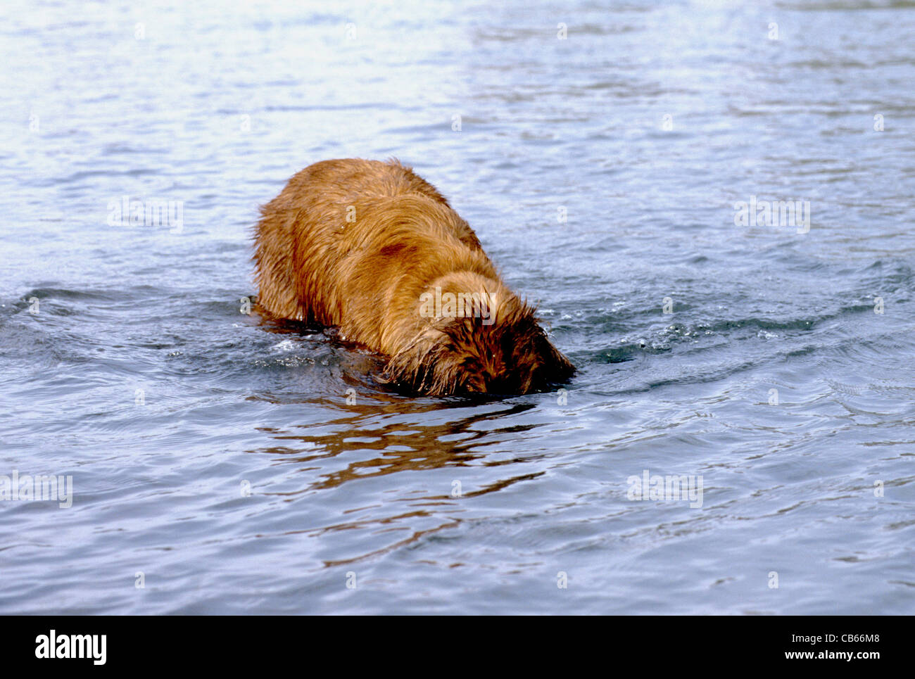 Golden retriever Stockfoto