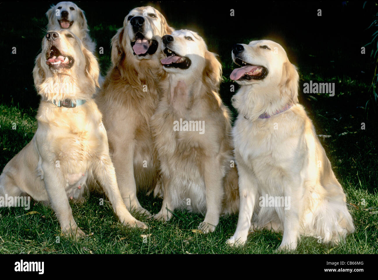 Golden Retriever-Familie Stockfoto