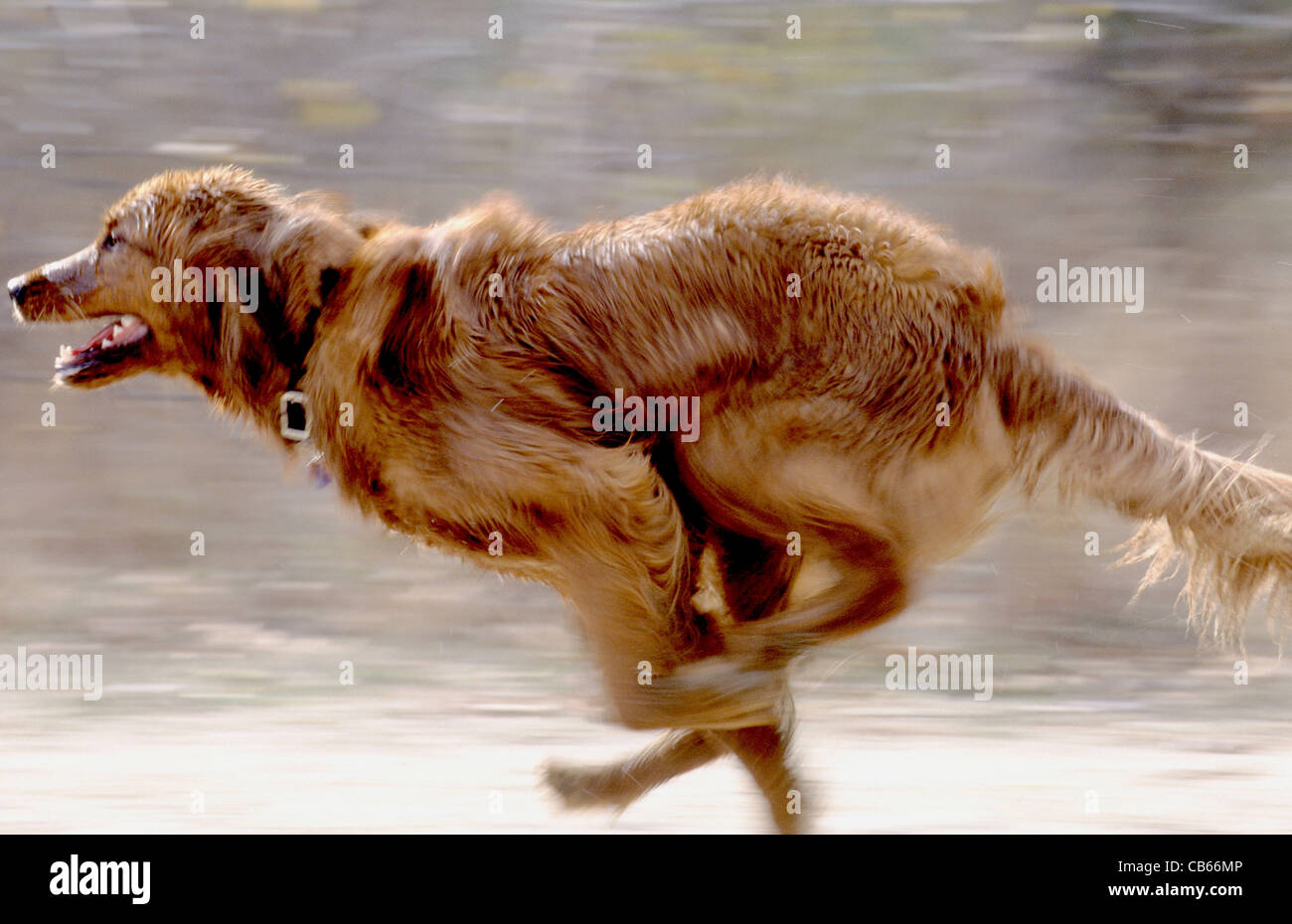 Golden Retriever laufen Stockfoto