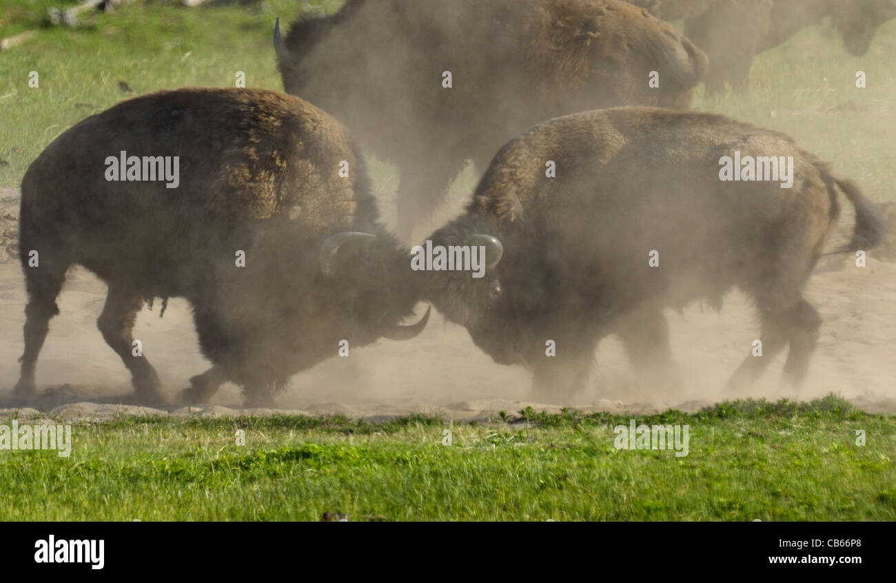 Buffalo Bull Kampf hautnah Stockfoto