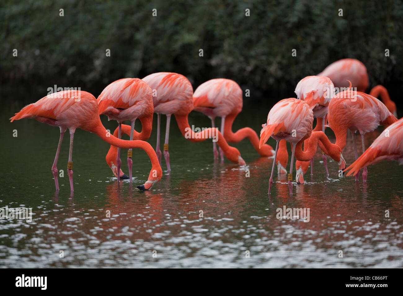 Karibik oder rosigen Flamingos (Phoenicopterus Ruber Ruber). Fütterung von der Wasseroberfläche zu filtern. Stockfoto