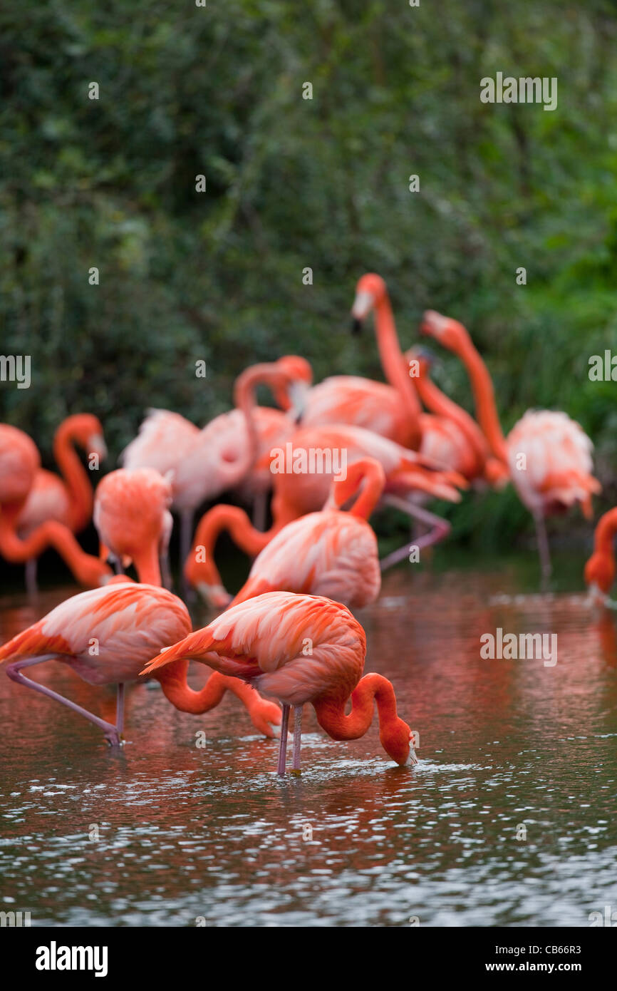 Karibik oder rosigen Flamingos (Phoenicopterus Ruber Ruber). Fütterung von der Wasseroberfläche zu filtern. Stockfoto