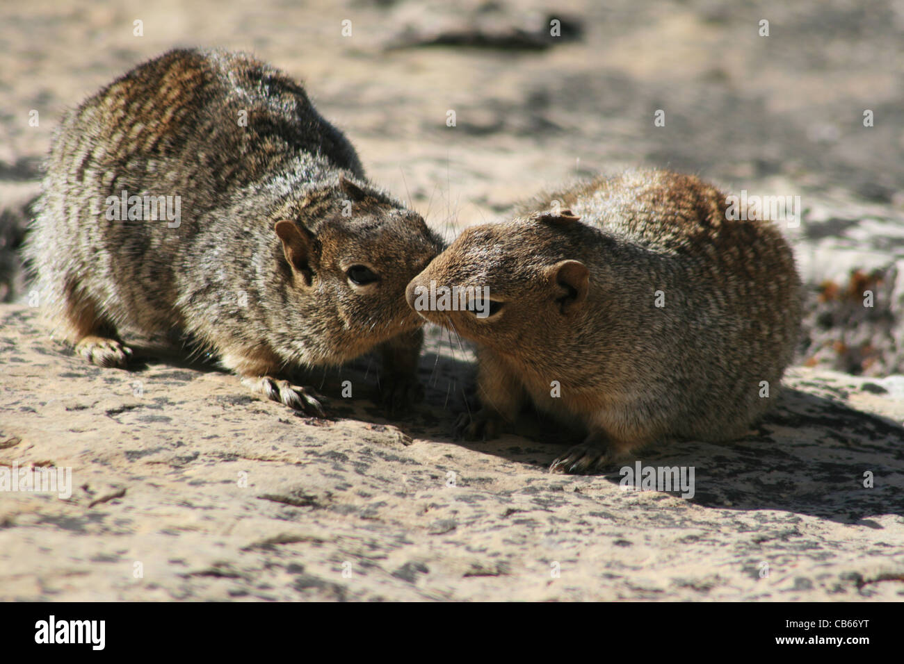 zwei Felsen Eichhörnchen (Spermophilus Variegatus) küssen oder pflegen einander Stockfoto