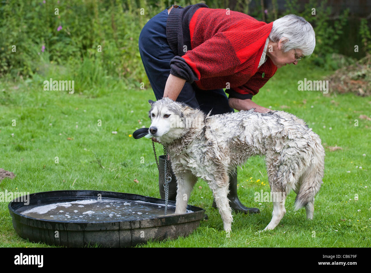 Husky Canis Lupus Familiaris während Fell waschen, genaue Prüfung für externe Parasiten; Hirsche, Schafe Zecken Ixodes sp. Stockfoto