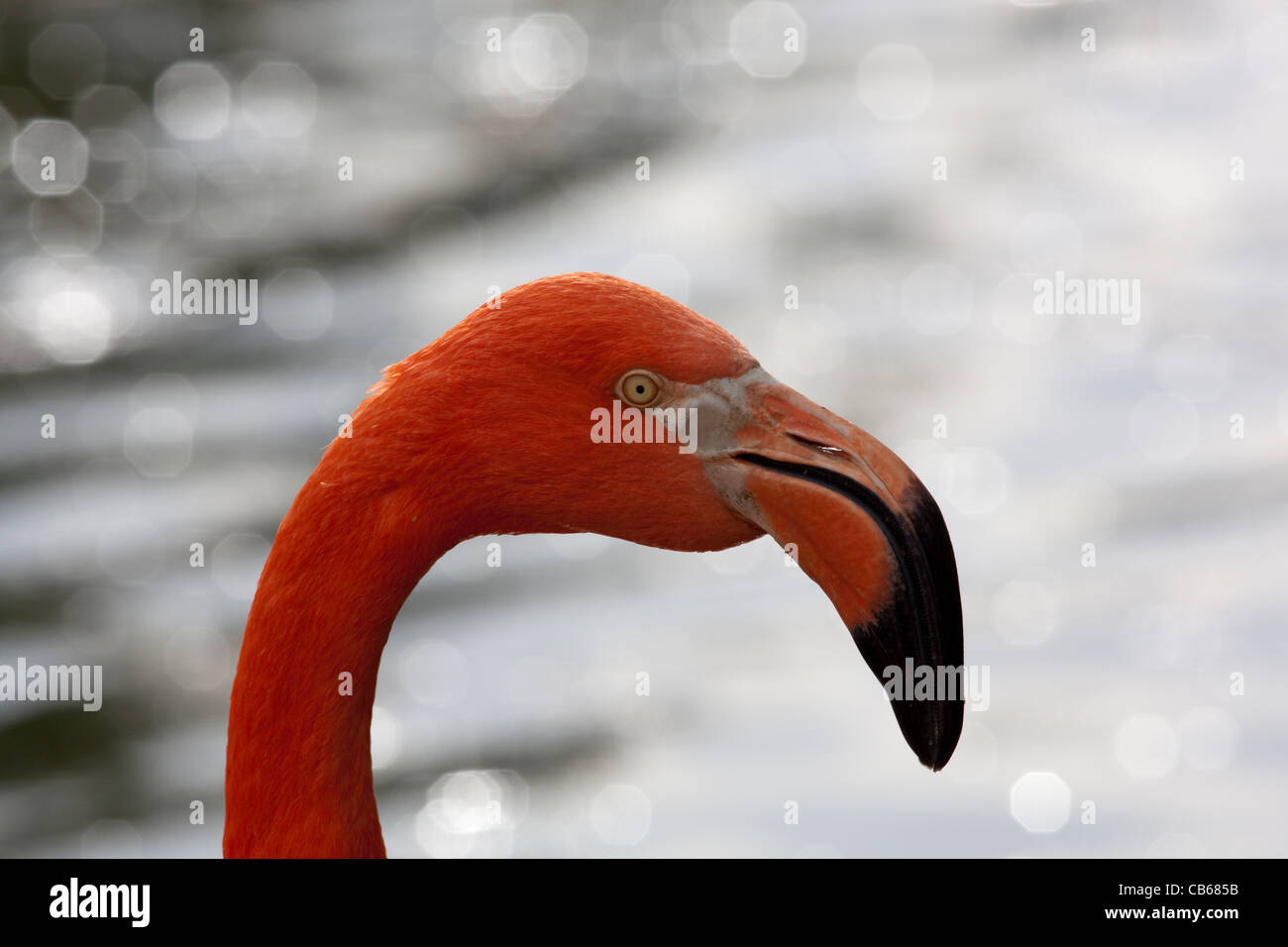 Karibik oder rosa Flamingo (Phoenicopterus Ruber Ruber). Porträt. Stockfoto