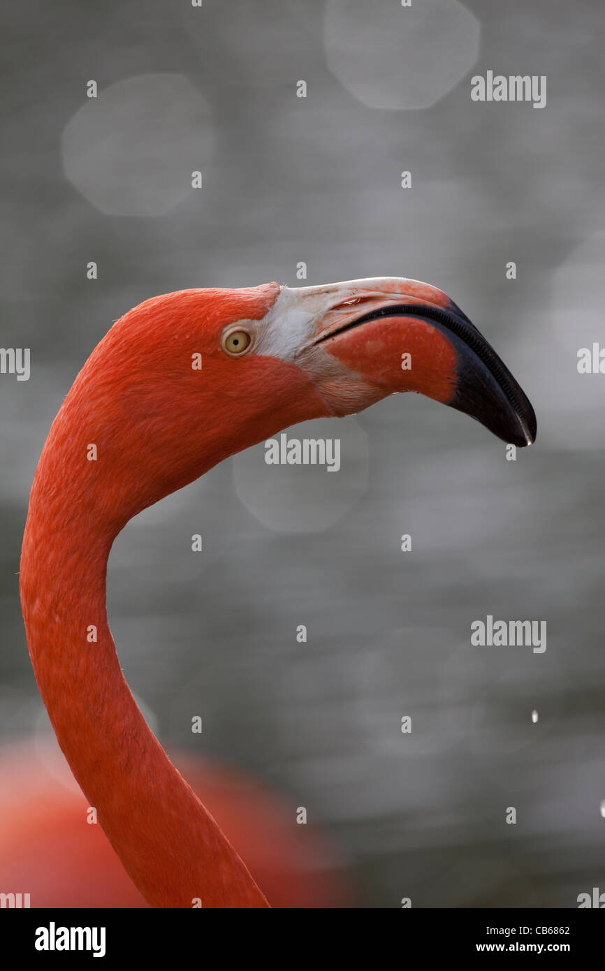 Karibik oder rosa Flamingo (Phoenicopterus Ruber Ruber). Stockfoto