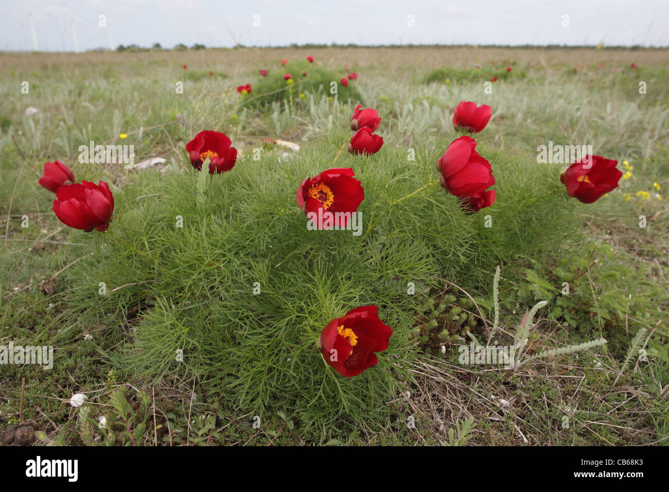 Fernlief Pfingstrose (seltene Pflanze in Bulgarien), Paeonia Tenuifolia (Paeoniaceae), Cap Kaliakra, Bulgarien Stockfoto