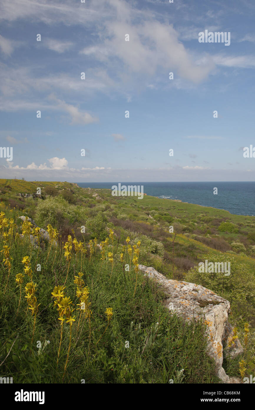 Landschaft mit Blumen aus GAP Kaliakra, Schwarzmeerküste (Norden). Bulgarien Stockfoto