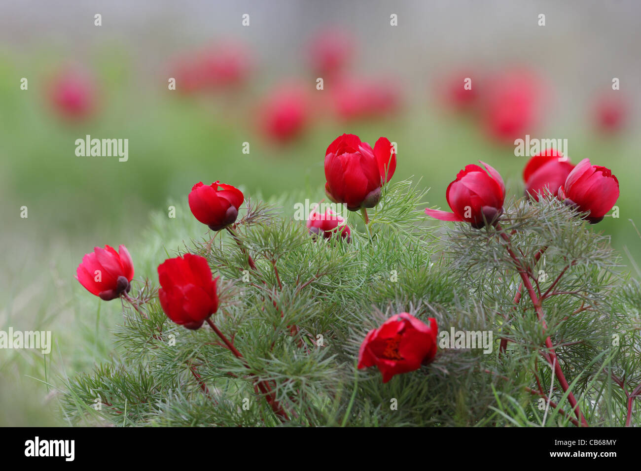 Fernlief Pfingstrose (seltene Pflanze in Bulgarien), Paeonia Tenuifolia (Paeoniaceae), Cap Kaliakra, Bulgarien Stockfoto