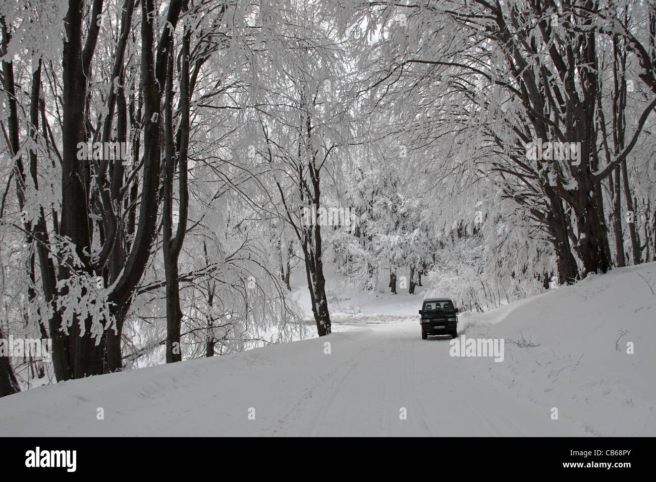 Wald. Winter-Szene mit Bäumen im Schnee und ein Auto. Zentralen Balkan Nationalpark. Bulgarien Stockfoto