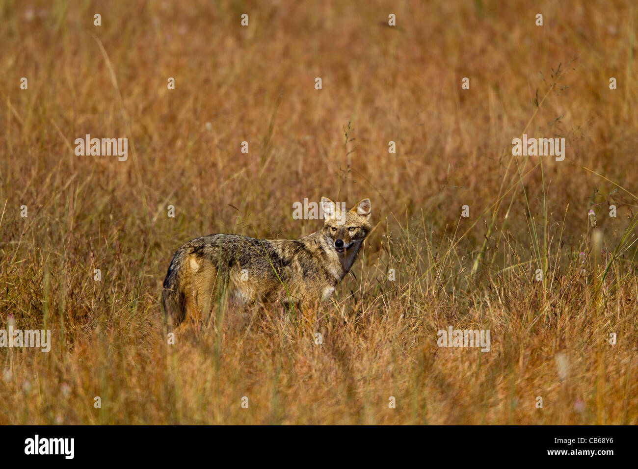 Indische Jackal (Canis Aureus Indicus), auch bekannt als der Himalaya-Schakal ist eine Unterart der Goldschakal, die ursprünglich aus Indien, Bhuta Stockfoto