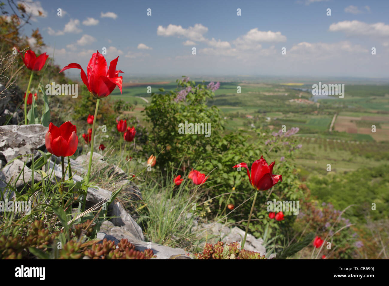 Landschaft mit blühenden Tulipa Rhodopea Velen., seltene endemische bulgarischen Tulpe, Rodopi-Gebirge, Bulgarien Stockfoto