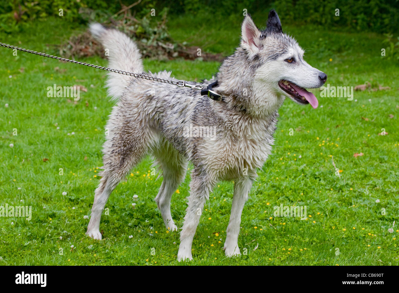 Siberian Husky Canis Lupus Familiaris. Badewanne, Baden, Waschen abgeschlossen, jetzt trocknen. Letzte einer Reihe. Stockfoto