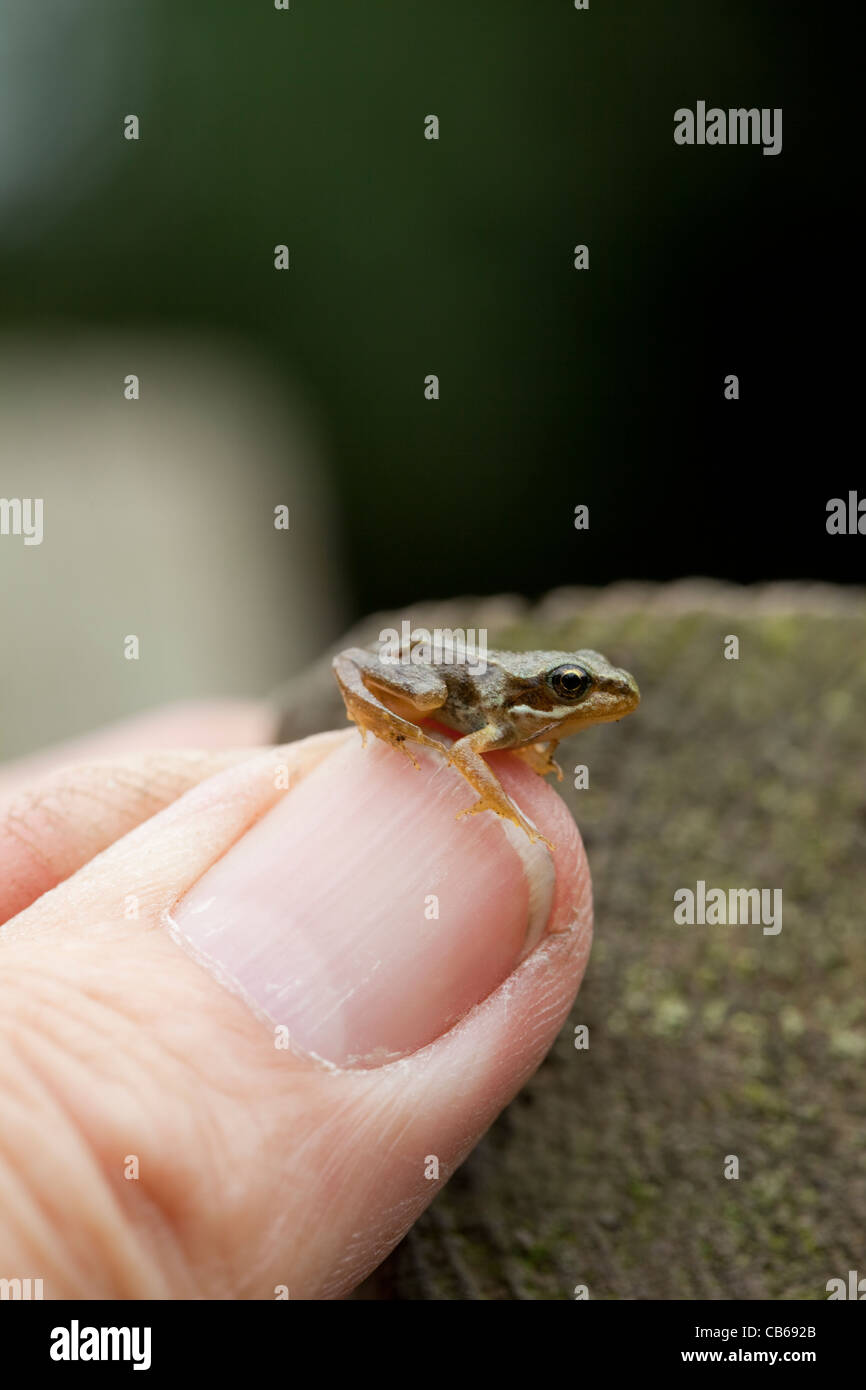 Grasfrosch (Rana Temporaria). Vor kurzem verwandelt "Froglet", auf eine menschliche Daumen. Stockfoto