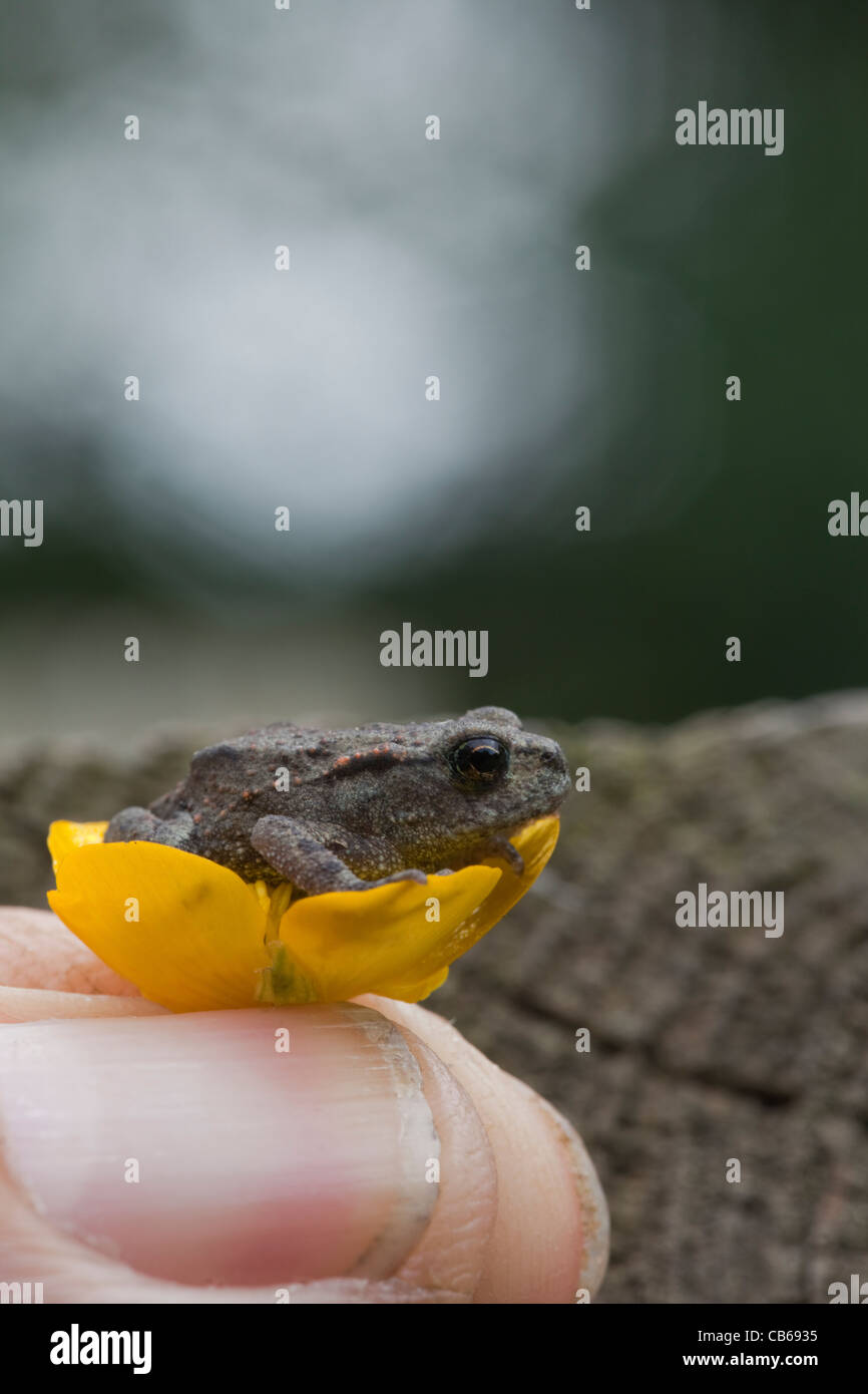 Gemeinsamen Kröte (Bufo Bufo). Vor kurzem verwandelt "Toadlet", auf einer Butterblume Blume zwischen den Fingern gehalten. Stockfoto