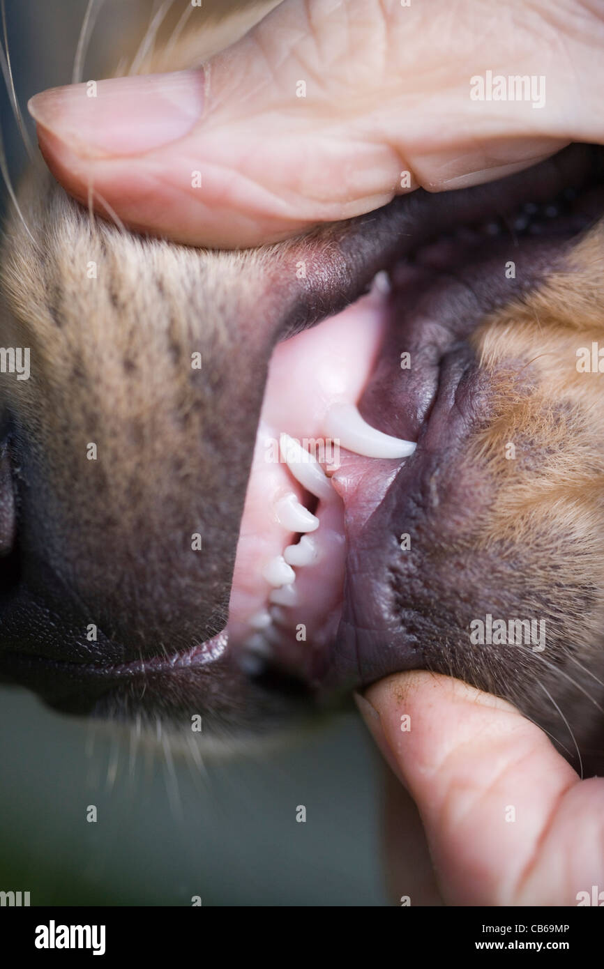 Labrador-Welpe, trennte sich von Lippen, um Milch oder Welpen erste Zähne zu offenbaren. Schneidezahn und Auge oder Hunde gezeigt. Stockfoto