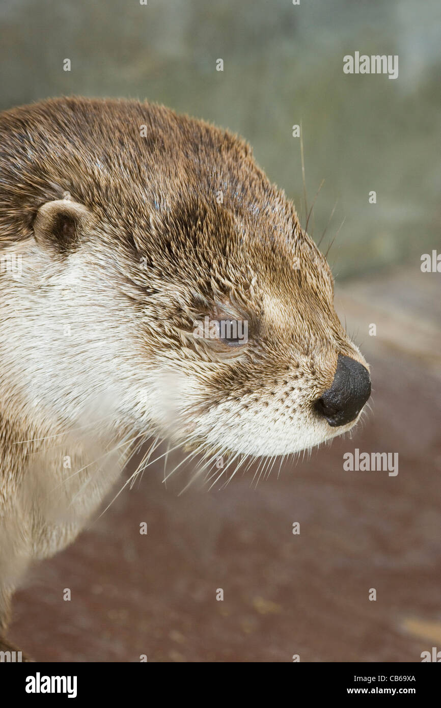 Nordamerikanischer Fischotter (Lontra Canadensis). Porträt. Stockfoto