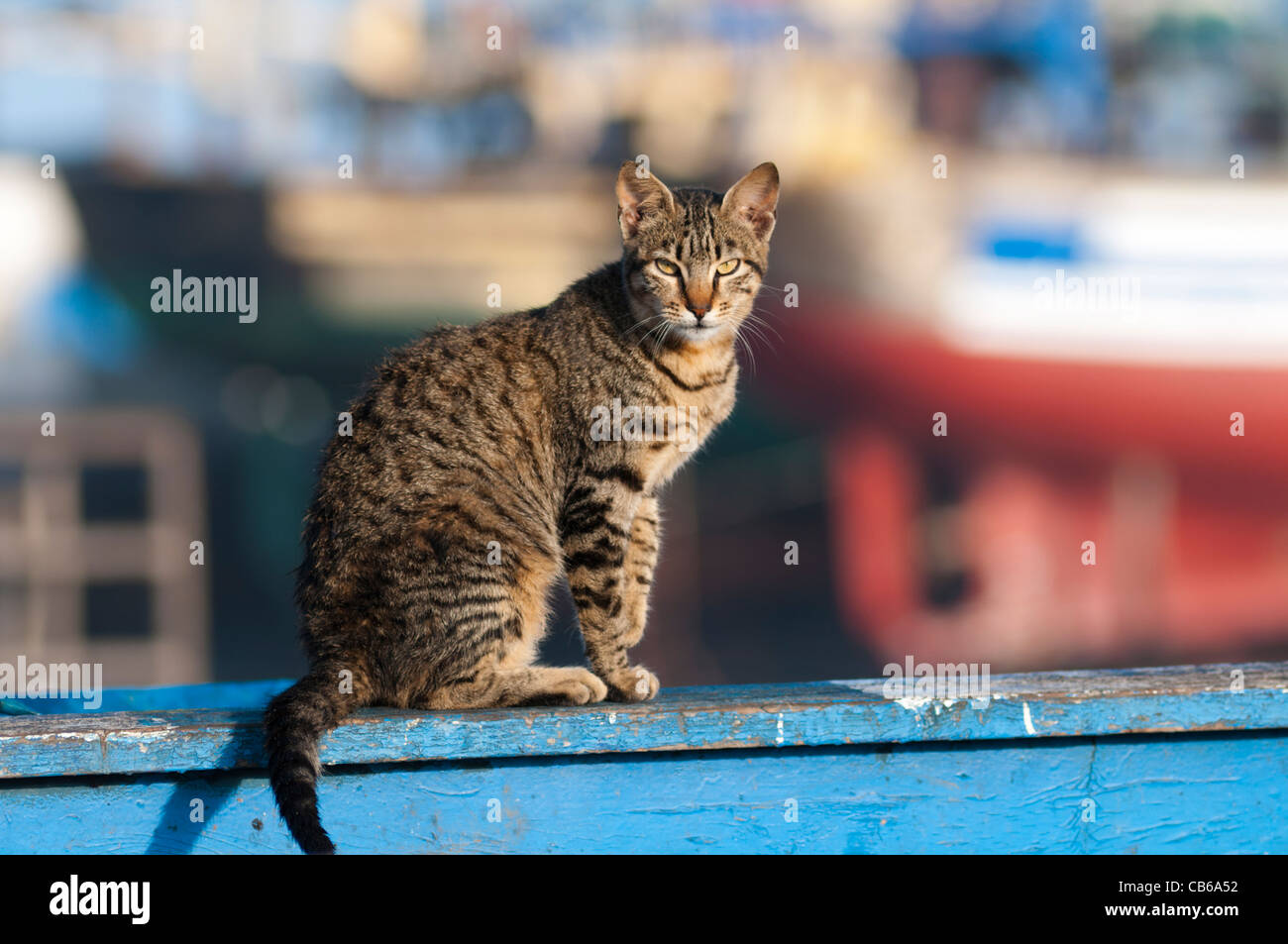Katze auf blaues Boot, Essaouira, Marokko Stockfoto