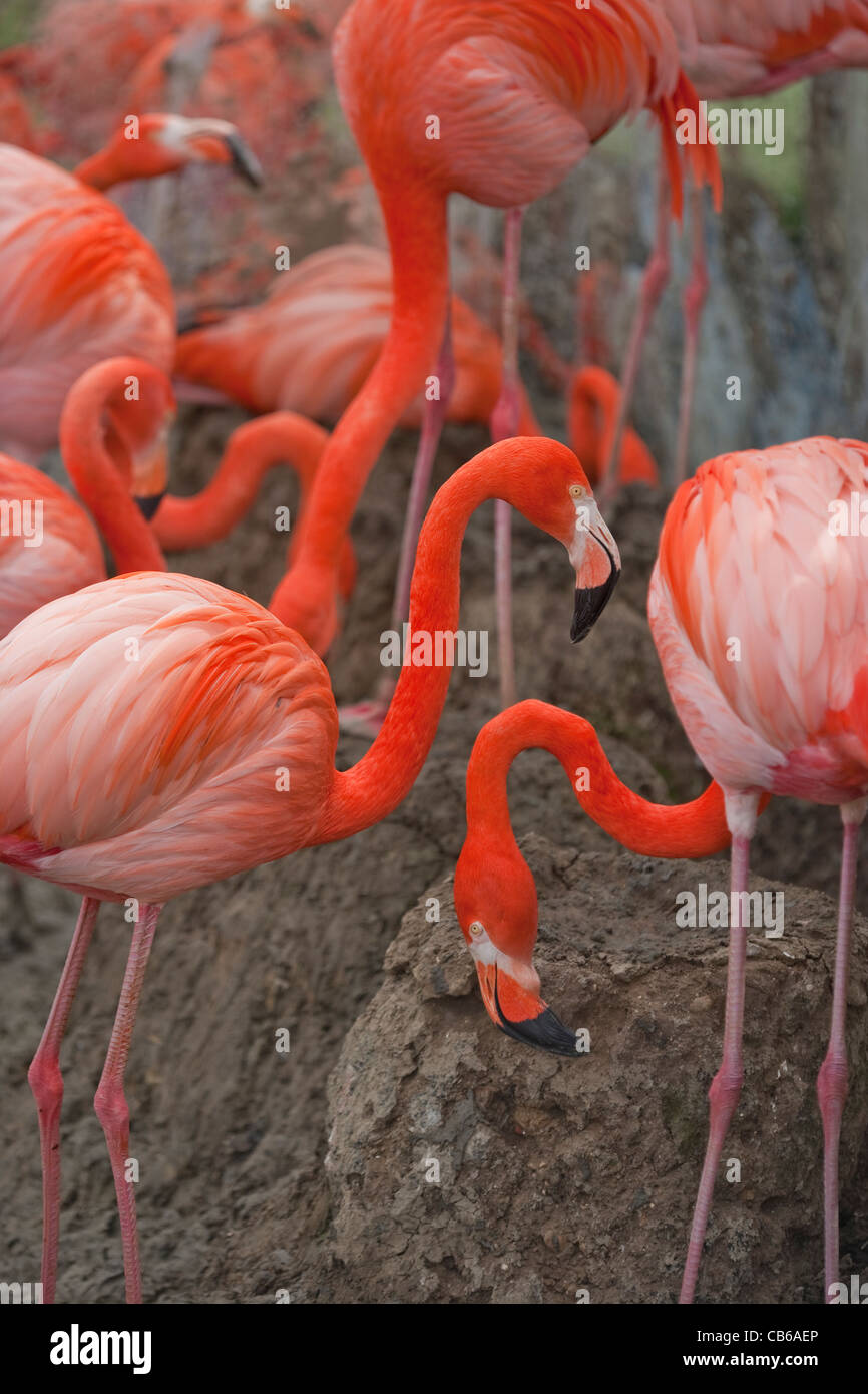 Rosy, Karibik oder Amerikanischen Flamingos (Phoencopterus ruber ruber). Soziale Brutverhalten durch Bereitstellung von Spiegel ermutigt, in den Boden zurück. Stockfoto