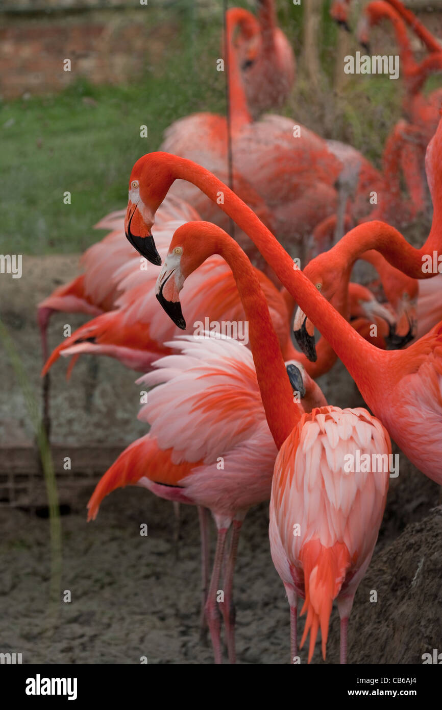 Rosy, Karibik oder Amerikanischen Flamingos (Phoencopterus ruber ruber). Soziale Brutverhalten durch Bereitstellung von Spiegel, Boden zurück gefördert.. Stockfoto