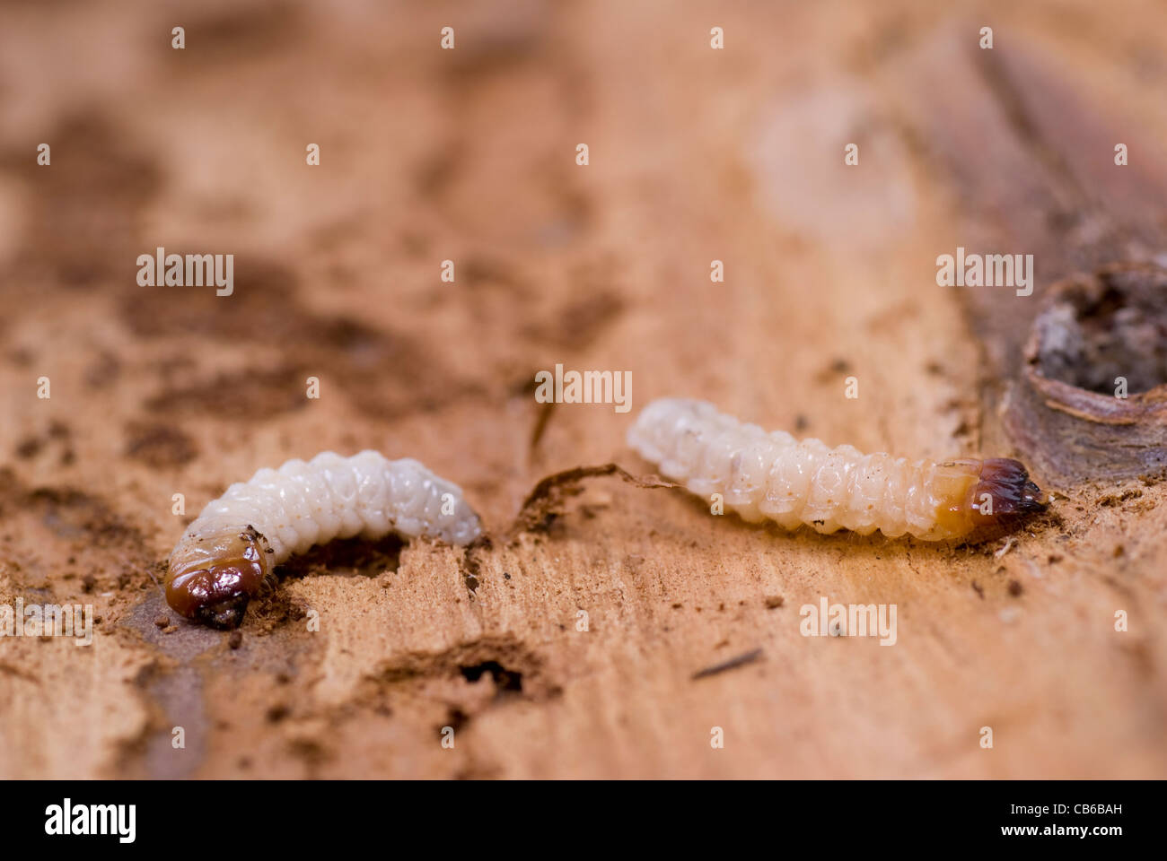 kleiner Holzwurm liegt auf braune Rinde Stockfoto