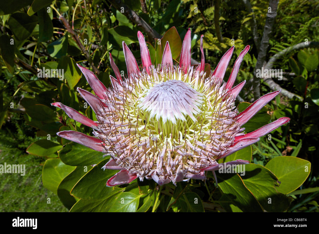 Königsprotea, Protea Cynaroides, die Nationalblume von Südafrika in den subtropischen Abbey Gardens Insel Tresco Inseln Scilly Stockfoto