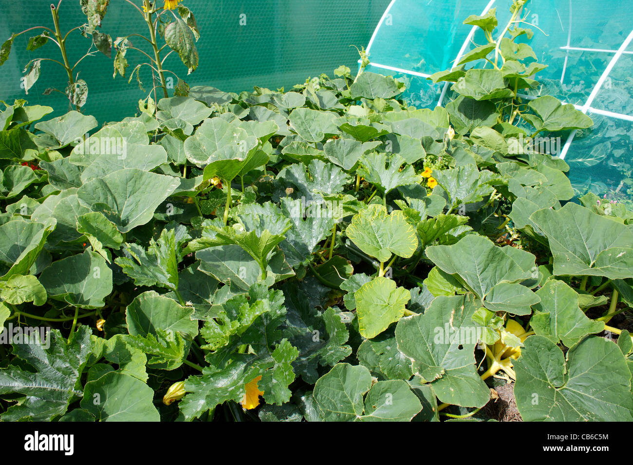 Squash-Pflanzen, die wachsen außerhalb Stockfoto