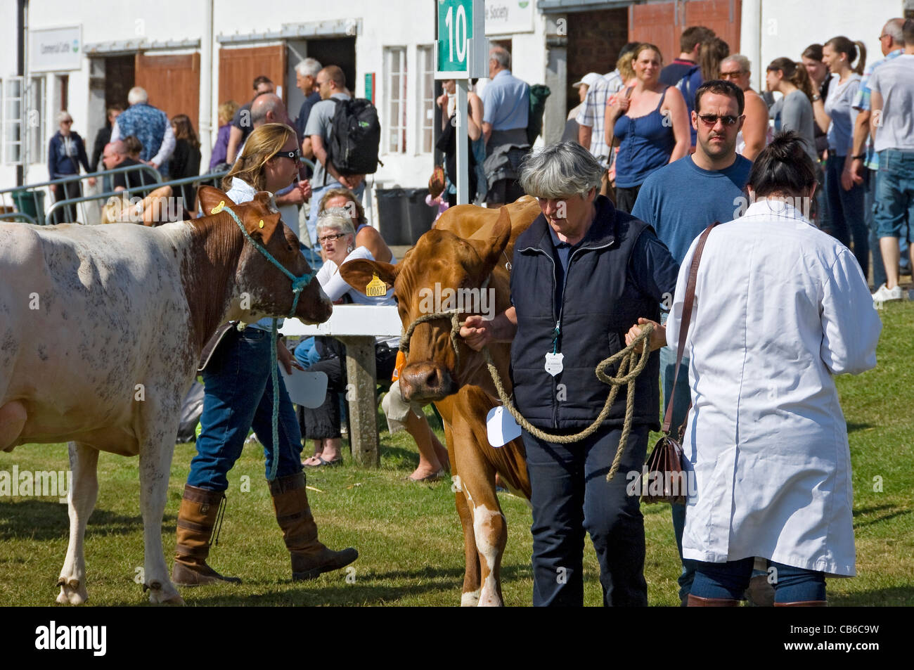 Farmers and Cattle auf der Great Yorkshire Show im Sommer Harrogate North Yorkshire England Großbritannien GB Großbritannien Stockfoto