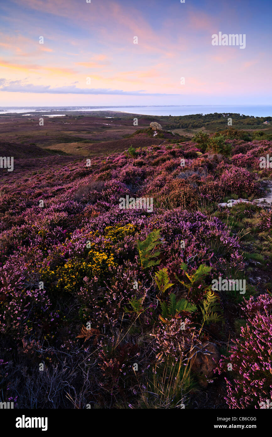 Godlingston Heath, Studland, Dorset, Großbritannien bei Sonnenuntergang, Blick auf Agglestone Felsen und Poole Harbour Stockfoto