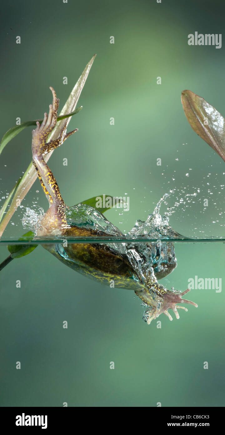Gemeinsamen Frosch Rana Temporaria springen UK Stockfoto