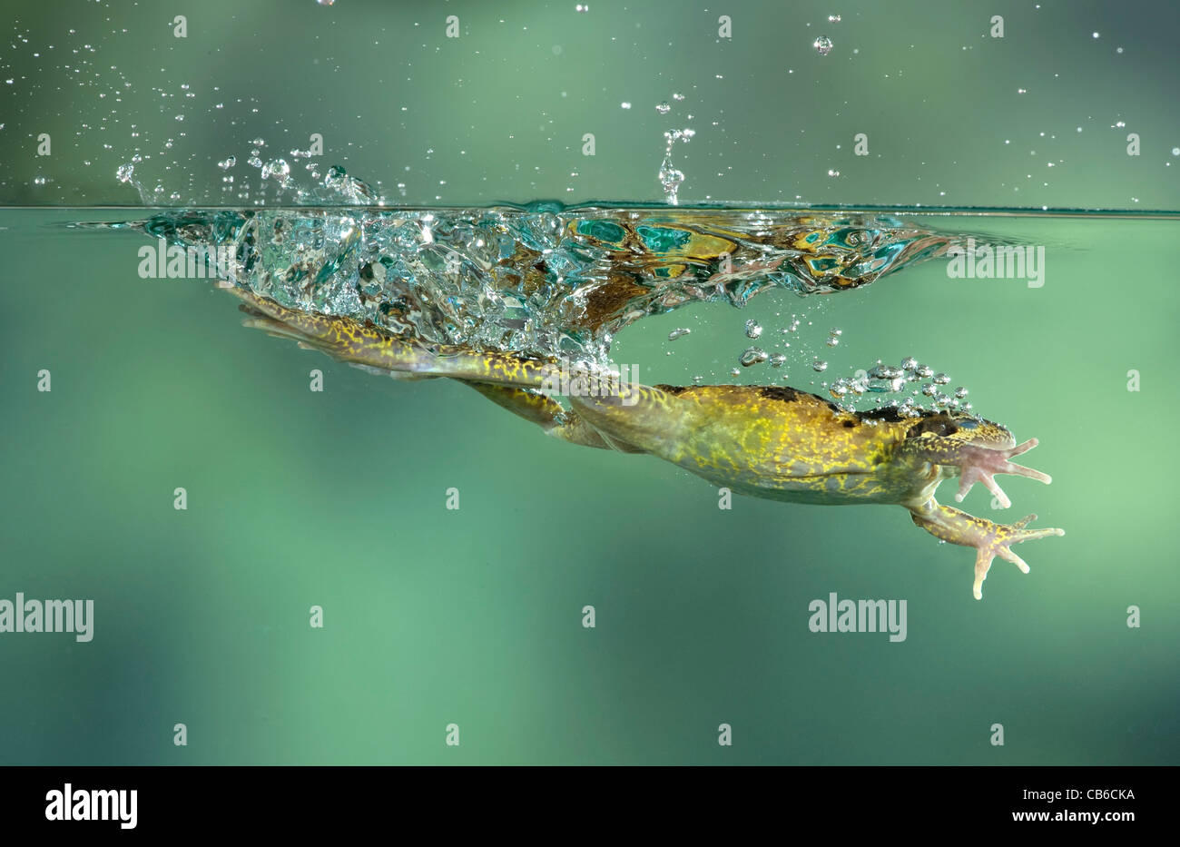 Gemeinsamen Frosch Rana Temporaria springen UK Stockfoto
