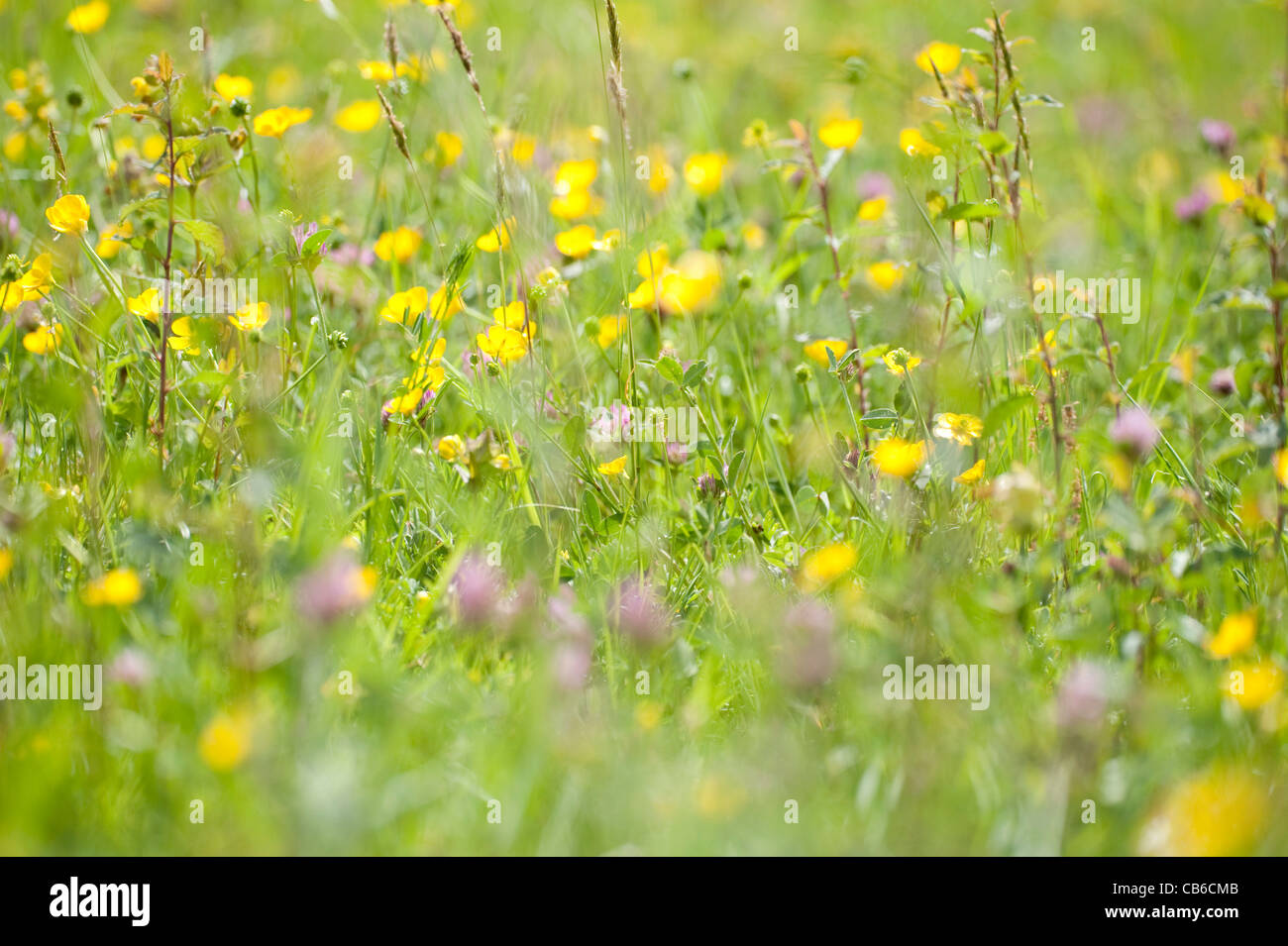 Blühende Wiese Marden Wiese Kent UK Stockfoto