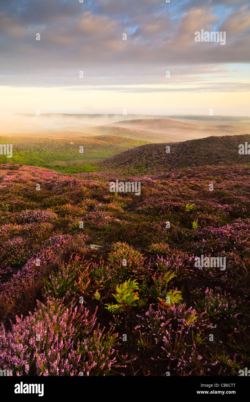 Godlingston Heath, Studland, Dorset, UK, frühen Morgenlicht Stockfoto