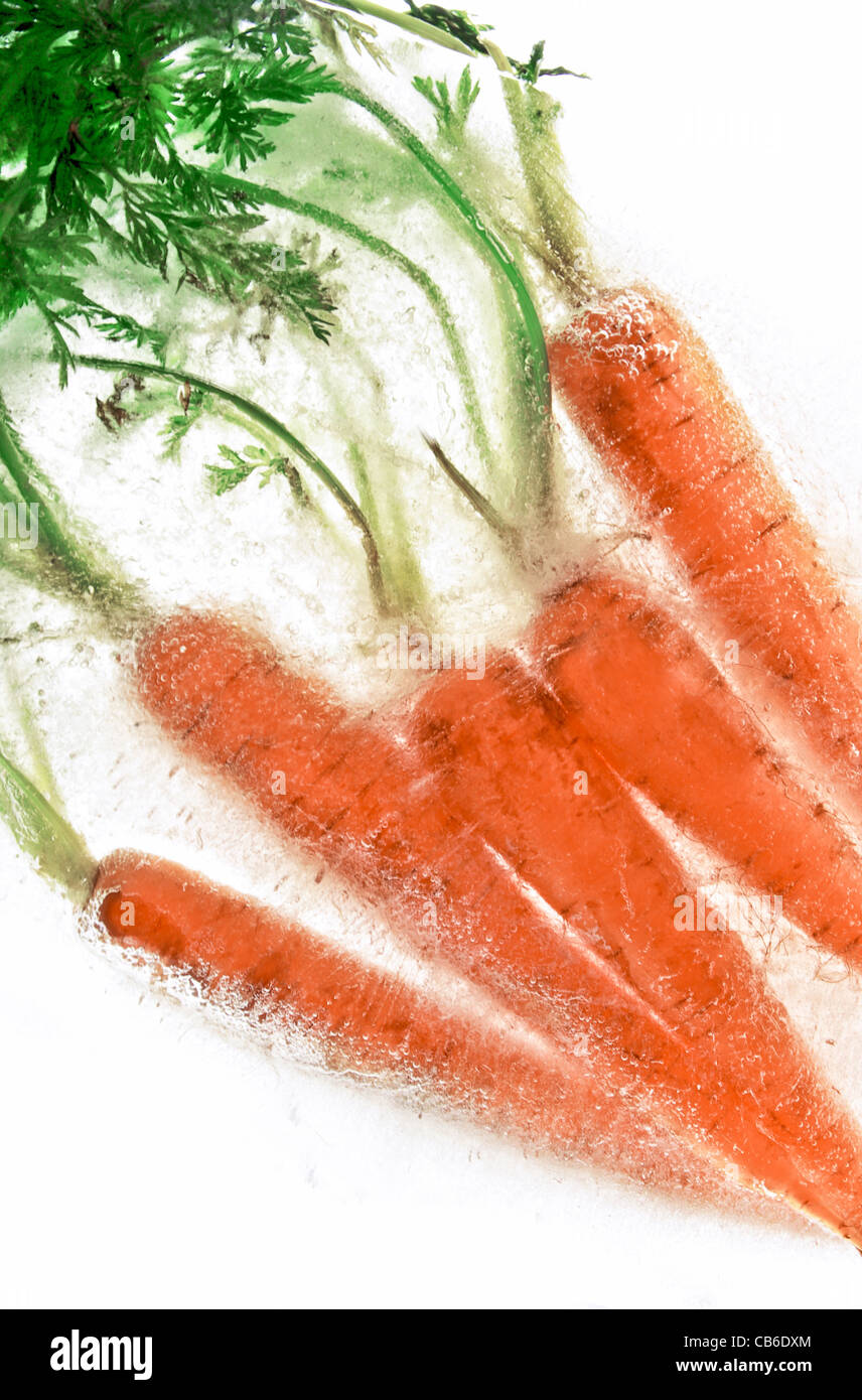 eine Handvoll frische saftige Karotten in einem Eisblock eingefroren Stockfoto