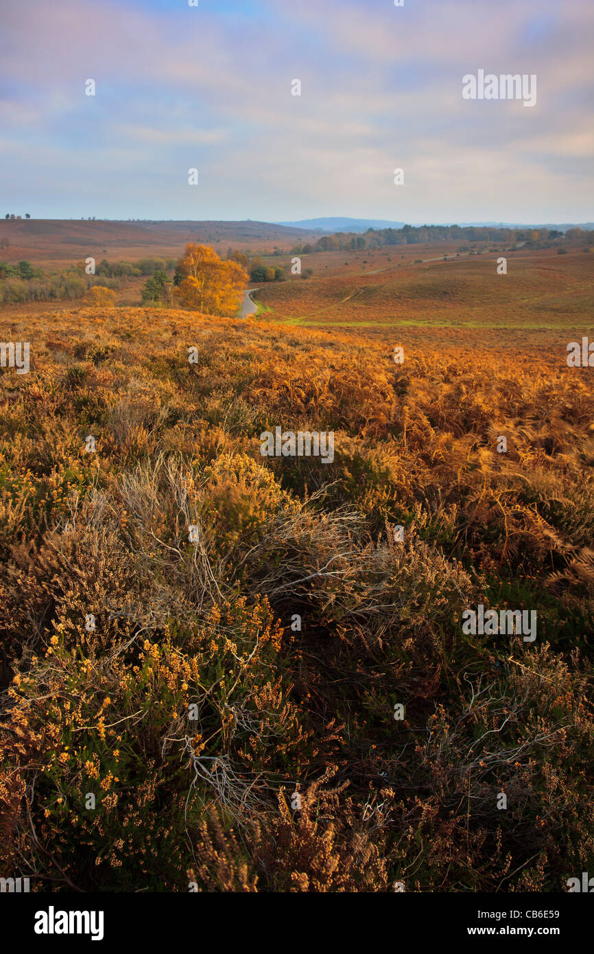 Herbstfarben in Rockford Common im New Forest National Park in Hampshire Stockfoto