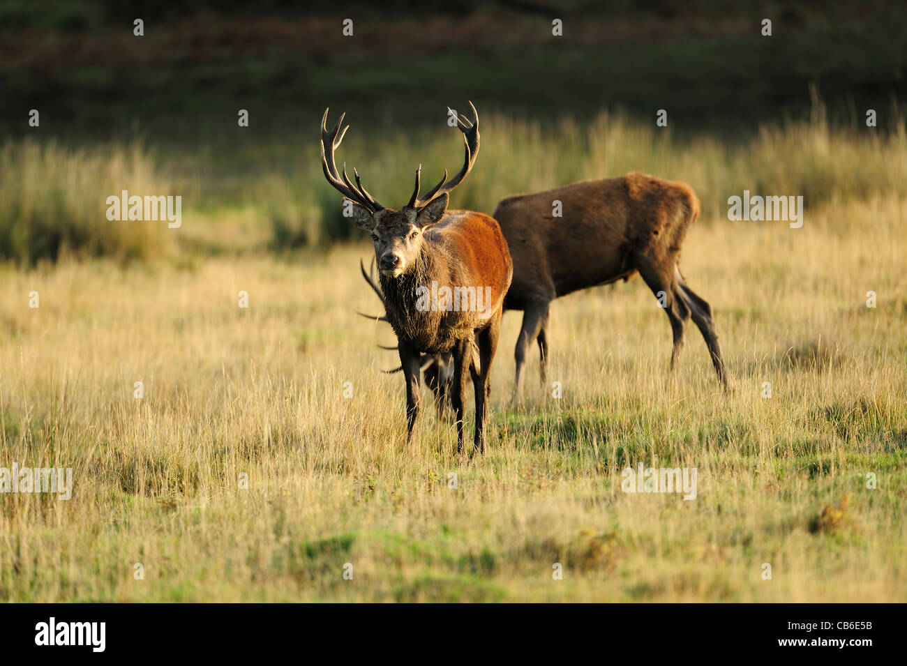 2 junge Rotwild Hirsche in einem Feld Stockfoto