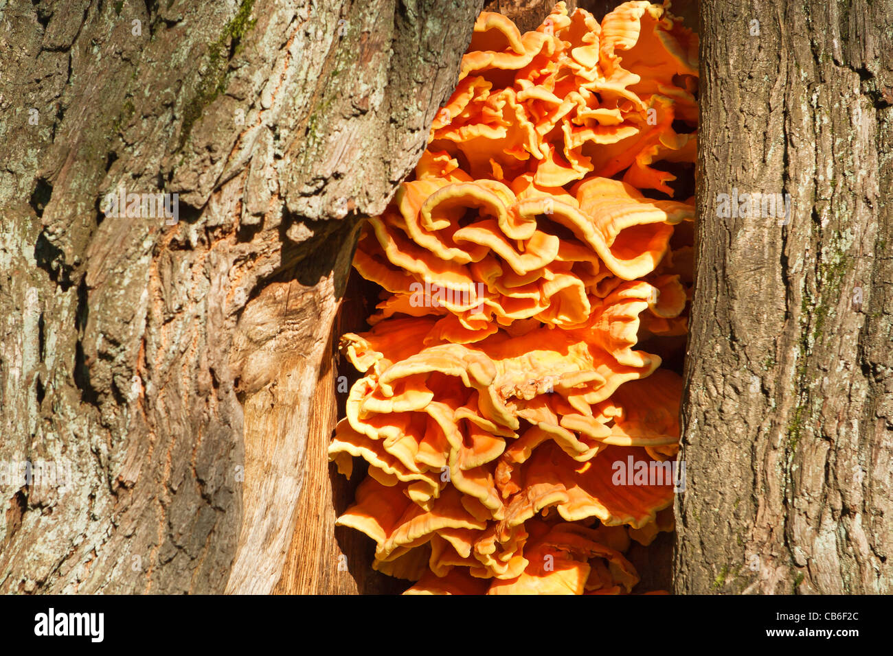 Schwefel Polypore - Huhn des Waldes Stockfoto