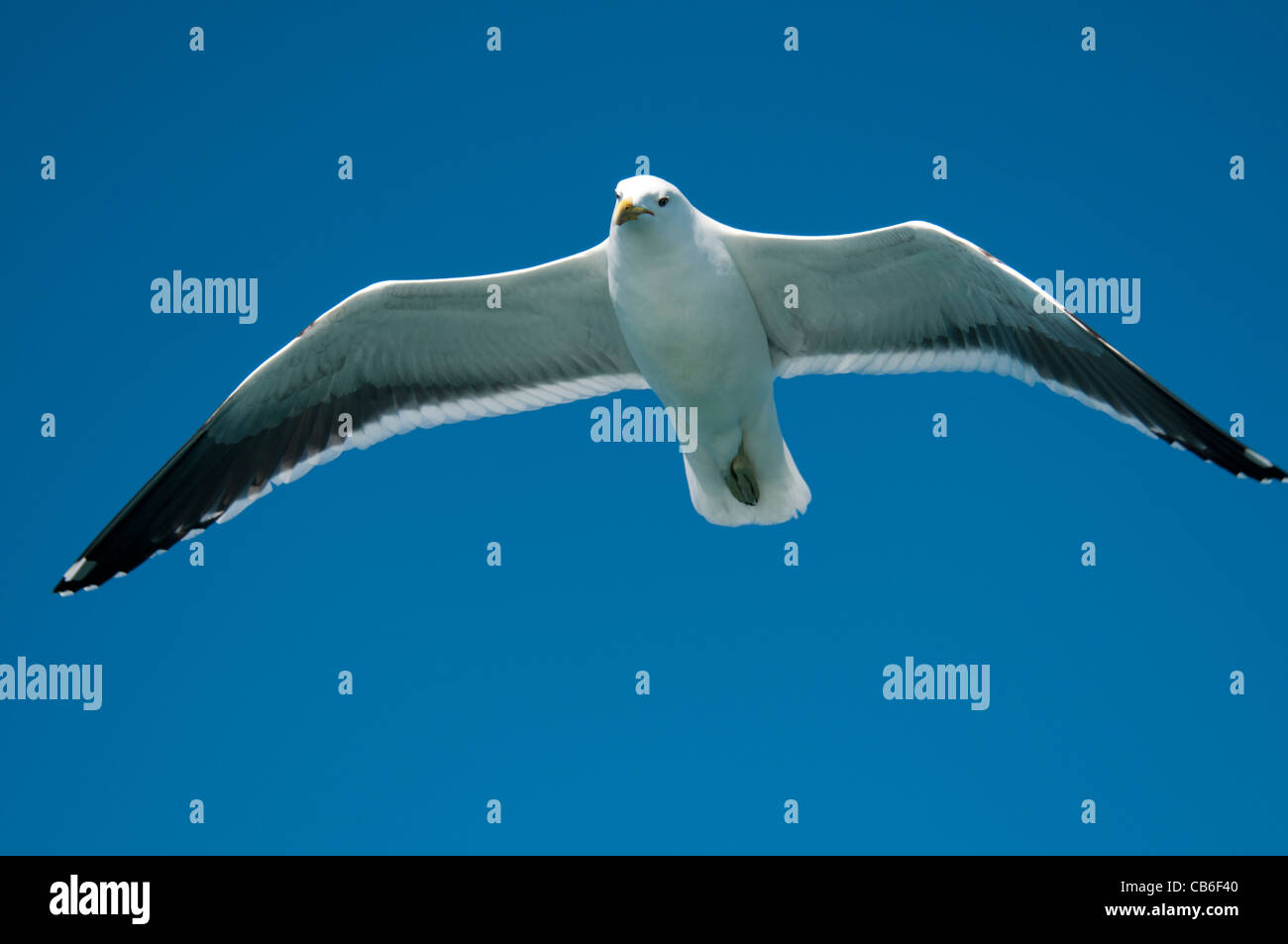 Seetang Möwe fliegen über dem Pazifischen Ozean in der Nähe von Kaikoura in Neuseeland.   Dominikanermöwe Ehrung Über Den Wellen des Süd-Pazifik. Stockfoto