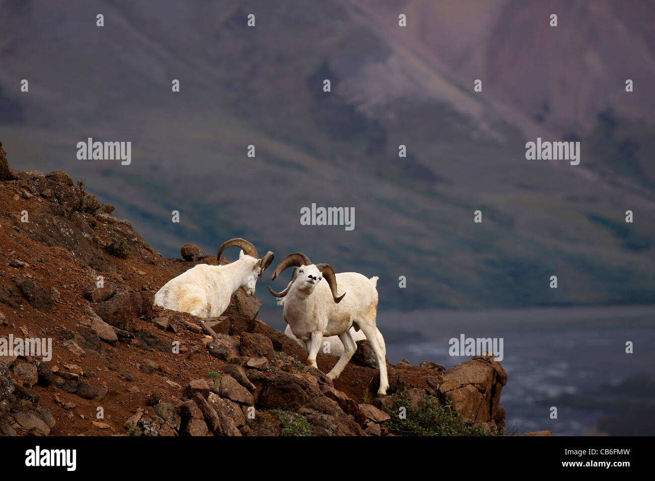 Dall Schafe aggressiv Stockfoto