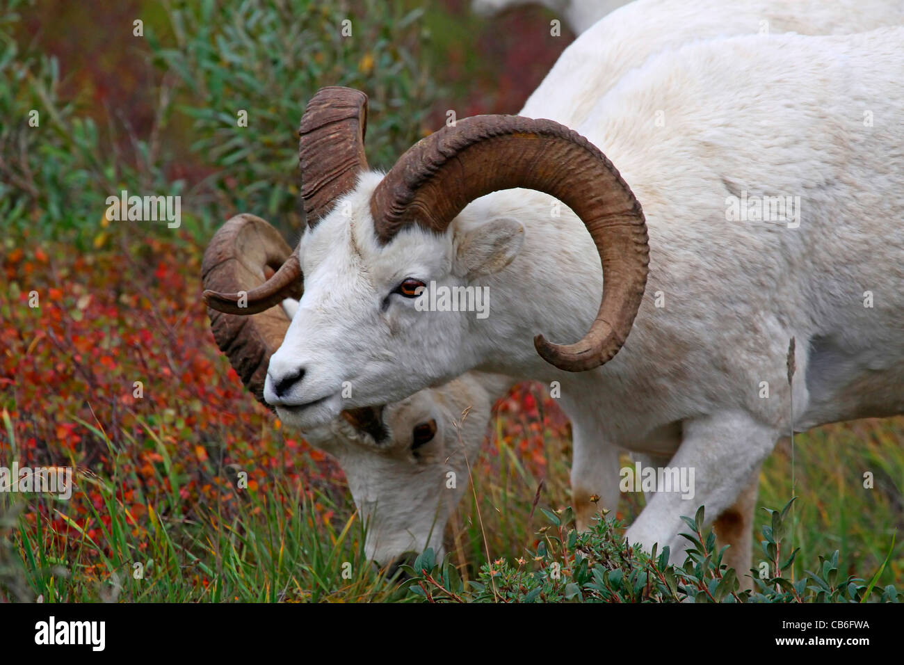 Dallschafe rammt Ovis dalli Stockfoto